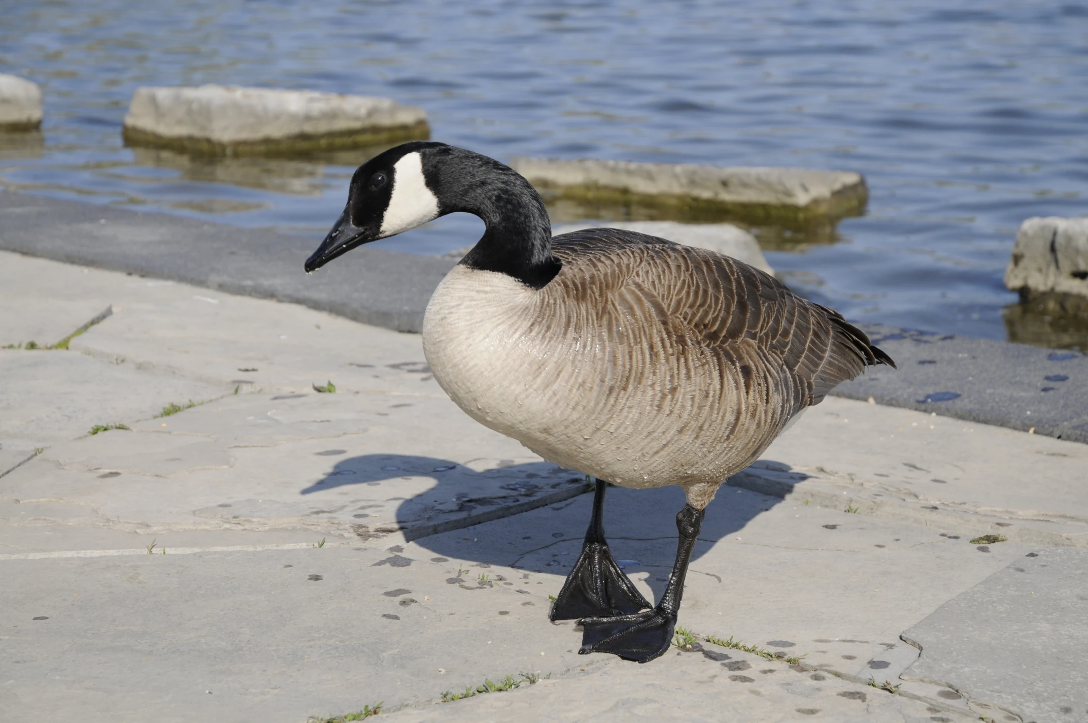 Goose on land