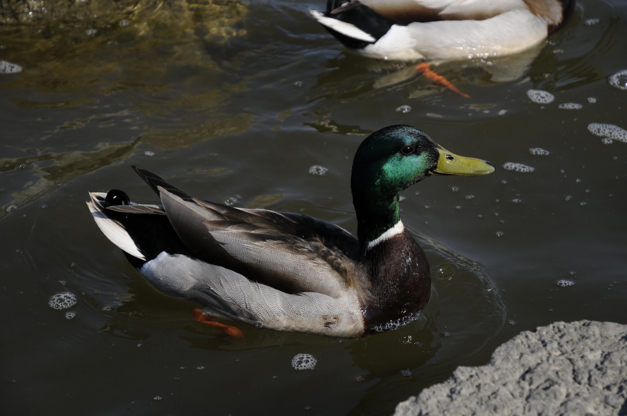 Male duck