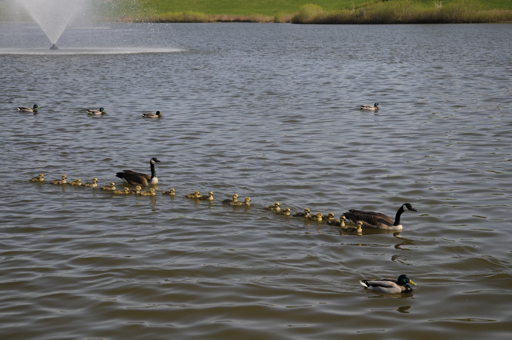 Geese family