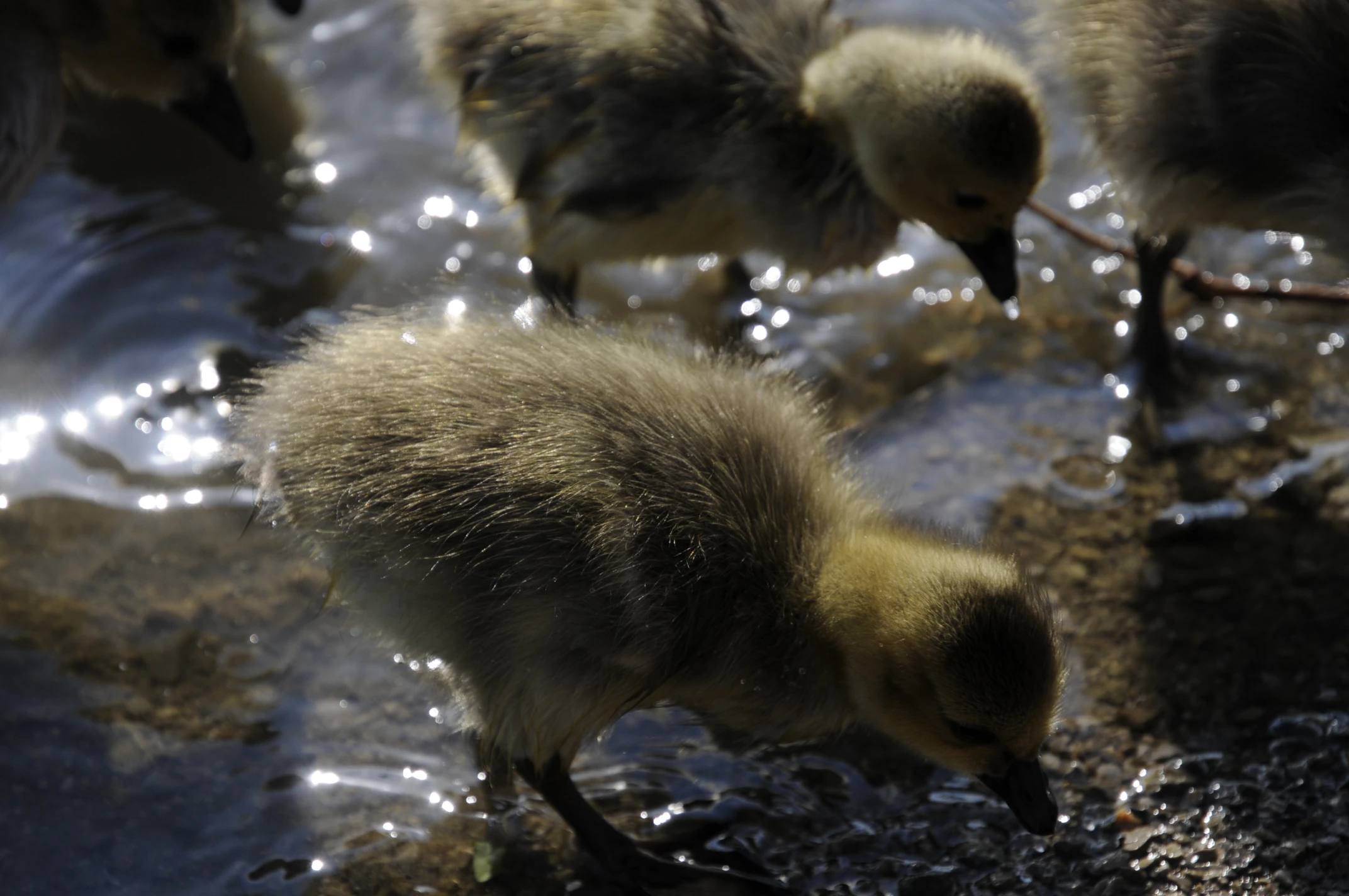 Baby goose closeup