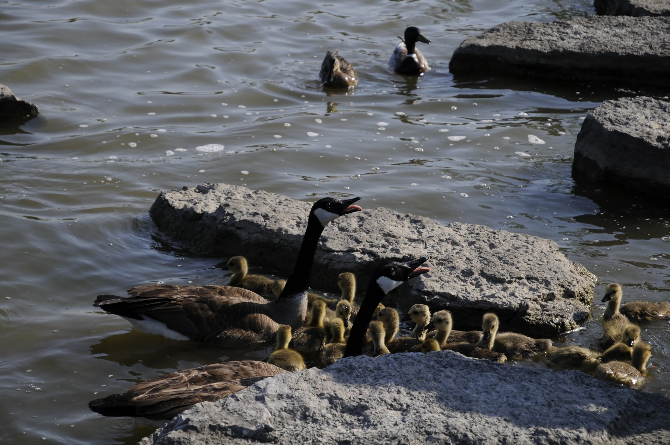 Geese getting food