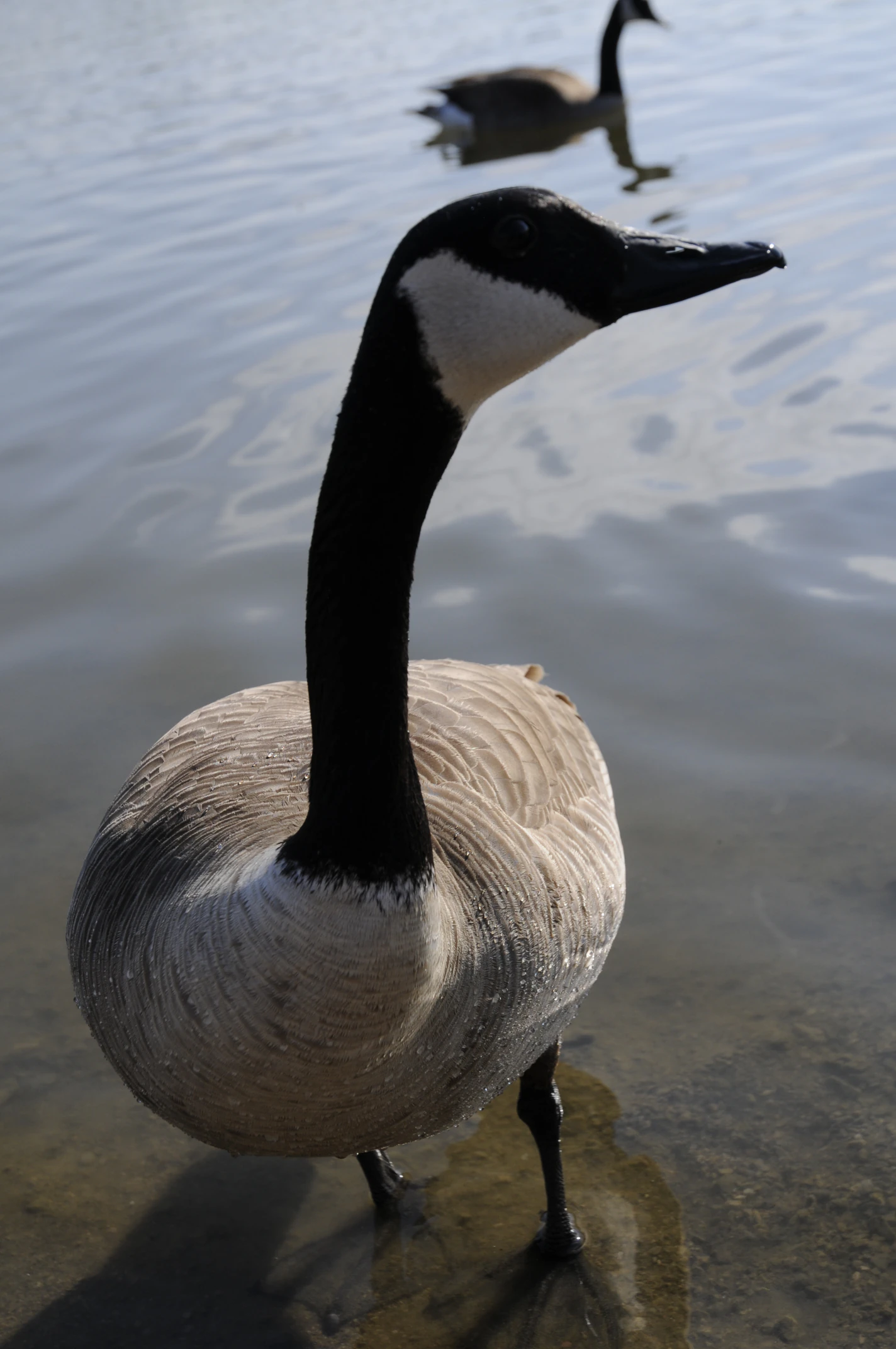 Goose closeup
