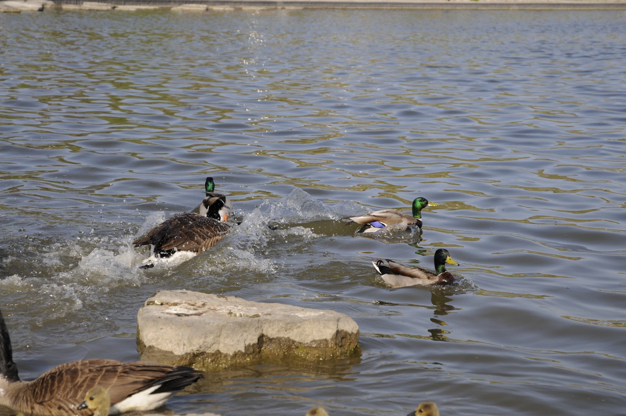 Goose driving away ducks