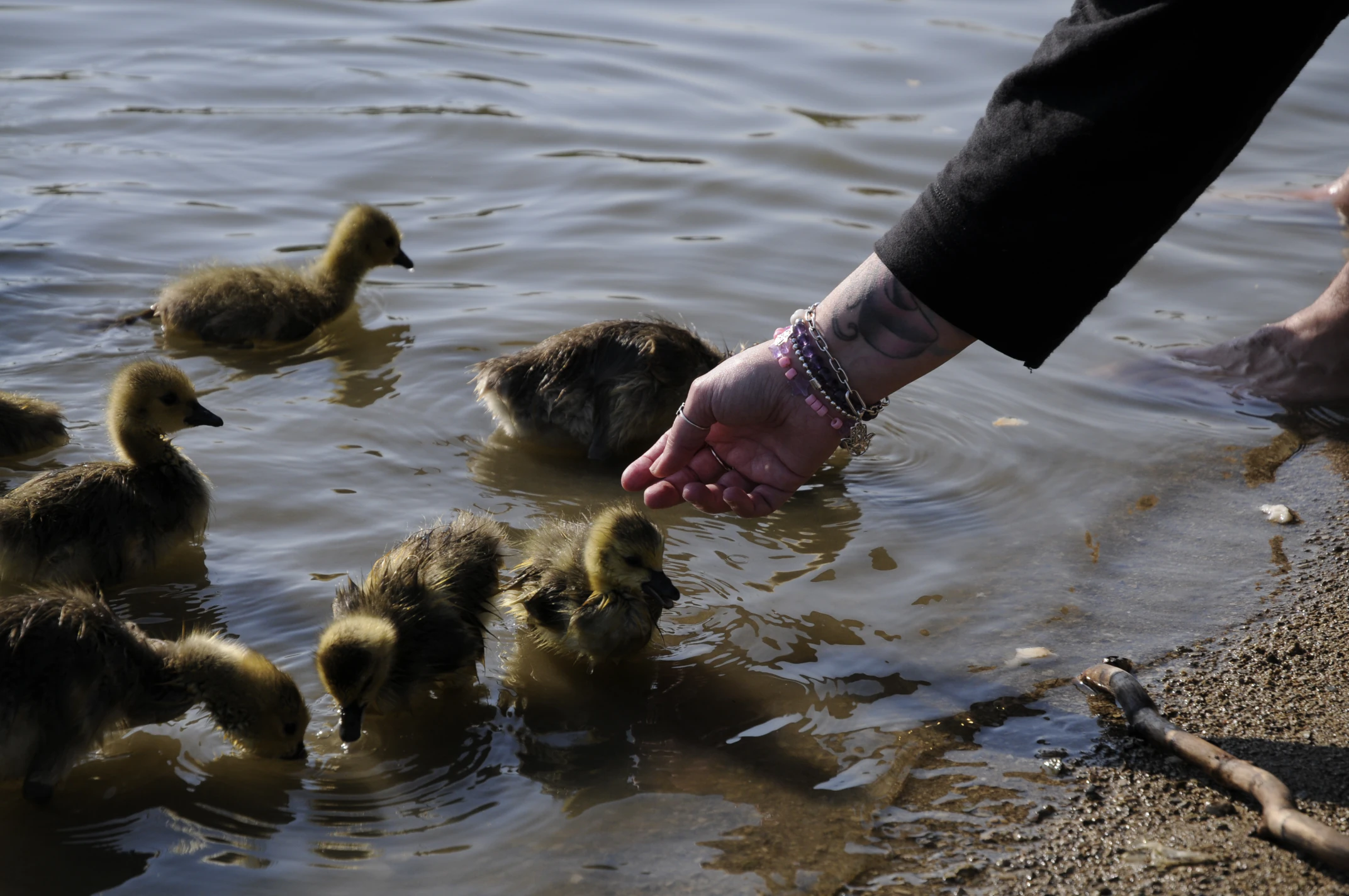 Touching baby geese