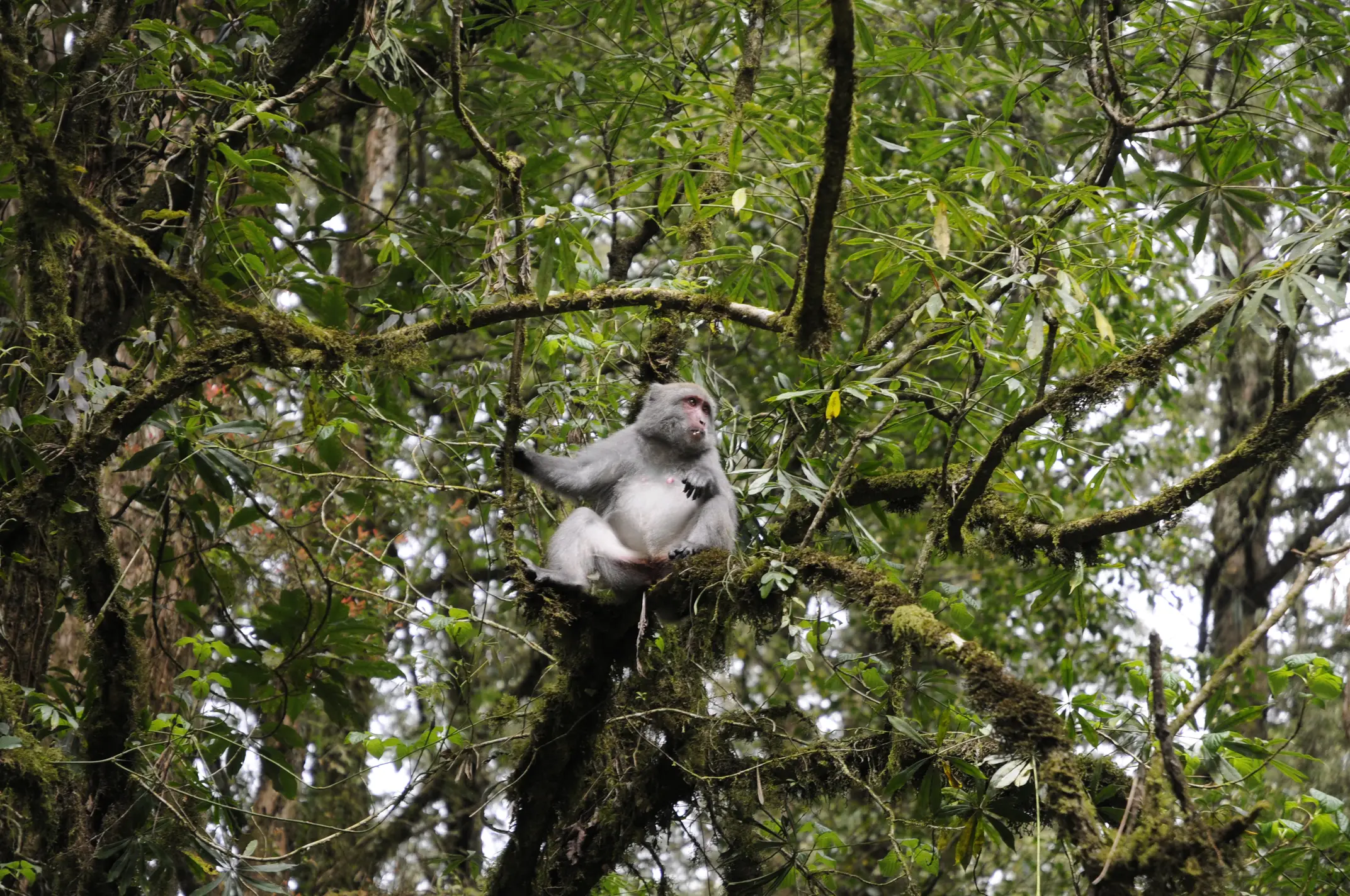 Taiwanese macaque sitting on a tree branch