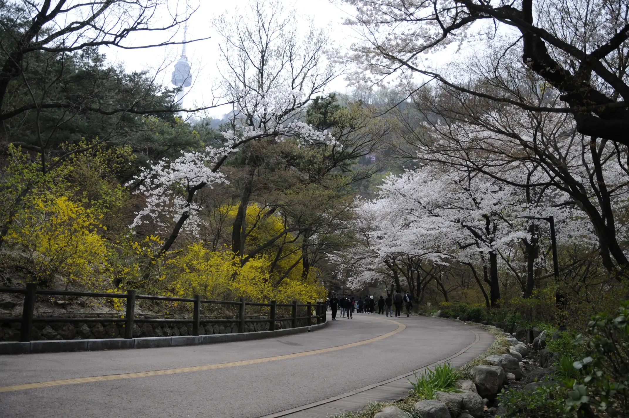 Namsan trail with cherry blossoms