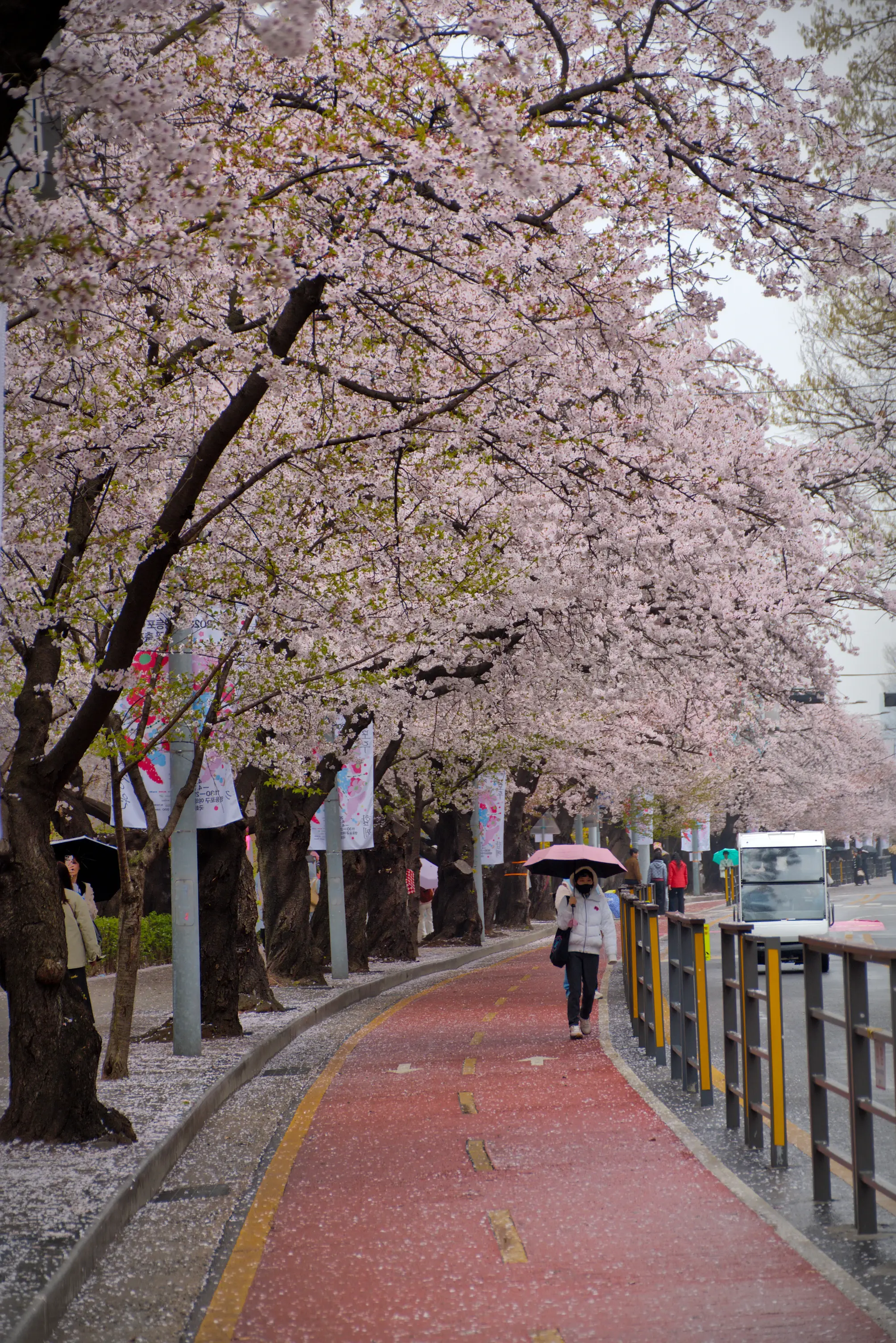 Cherry blossoms over a road in Yeouido