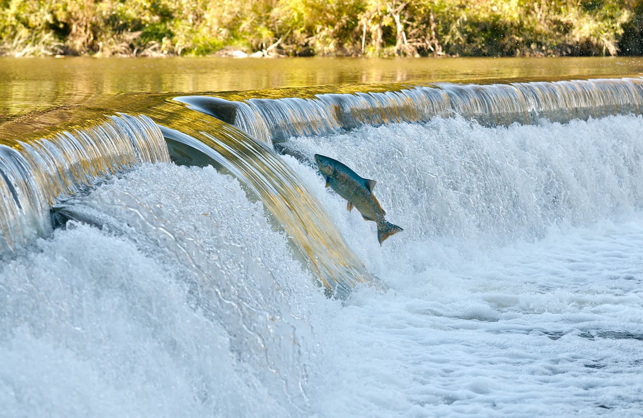 Salmon jumping out of the water to climb the Old Mill weir at Étienne Brûlé Park
