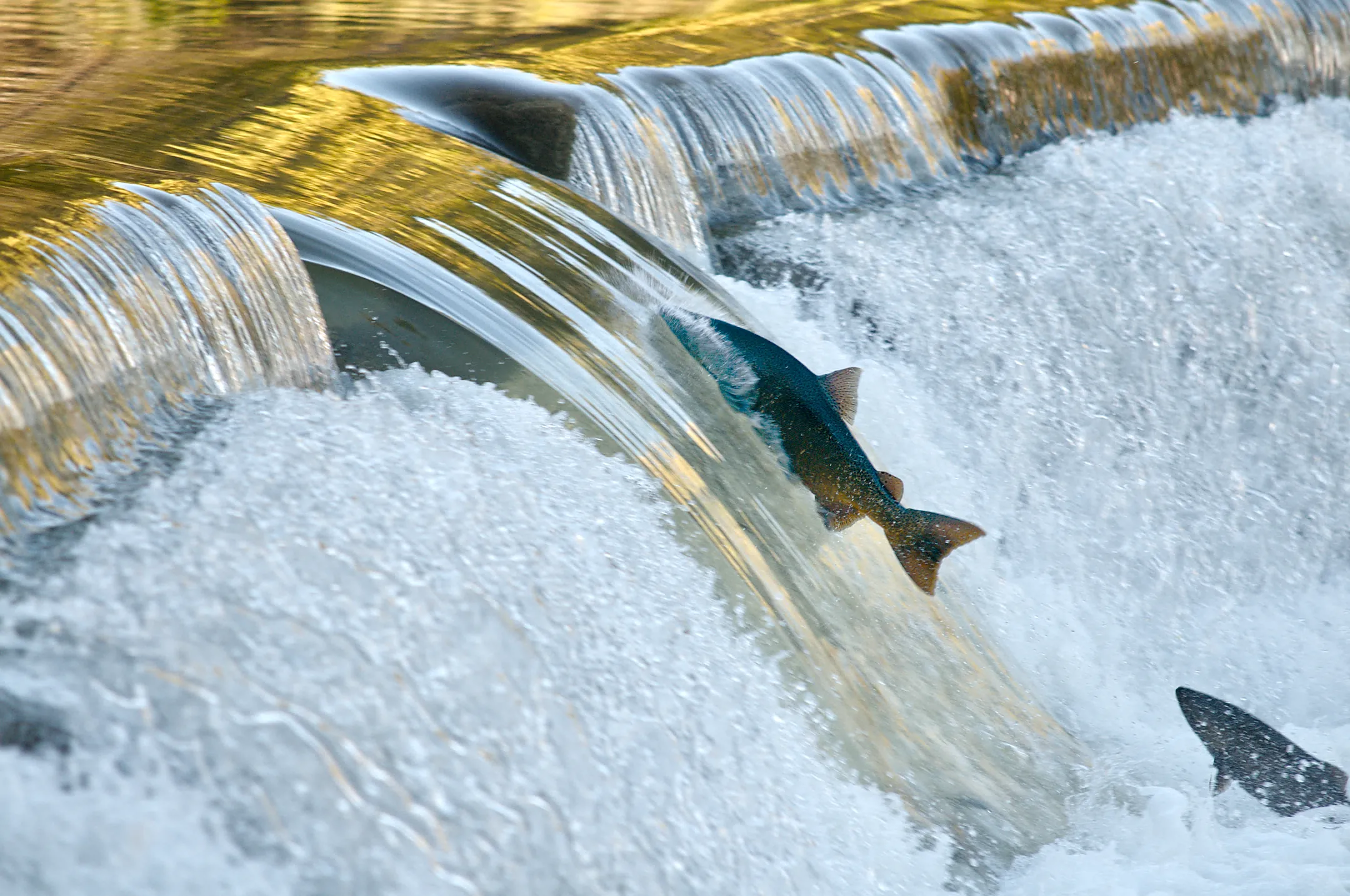 Salmon splashing into the waterfall from the weir