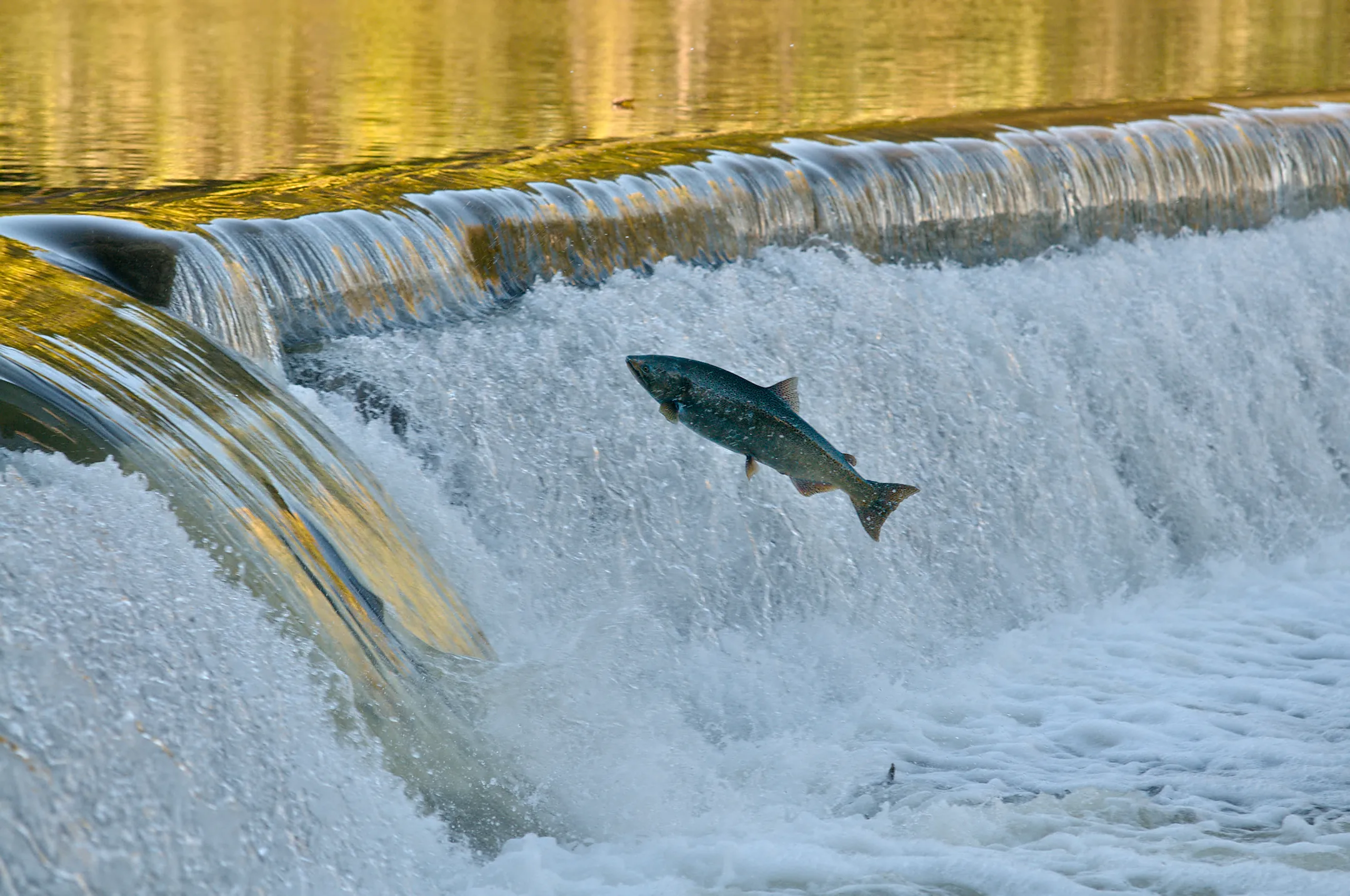 Another salmon jumping out of the water to climb the weir