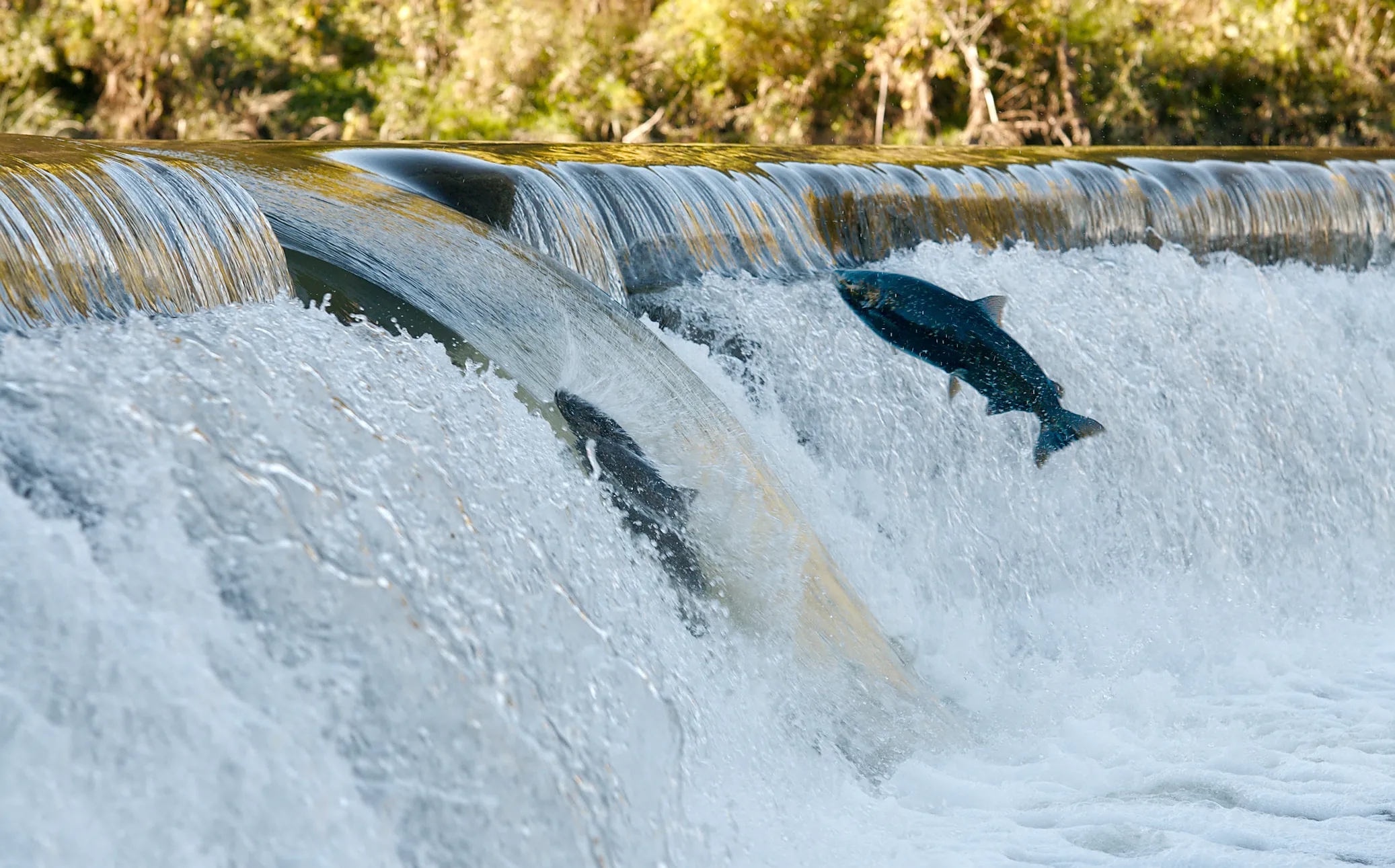 One salmon splashing into the weir waterfall, another jumping out of the water to climb the waterfall