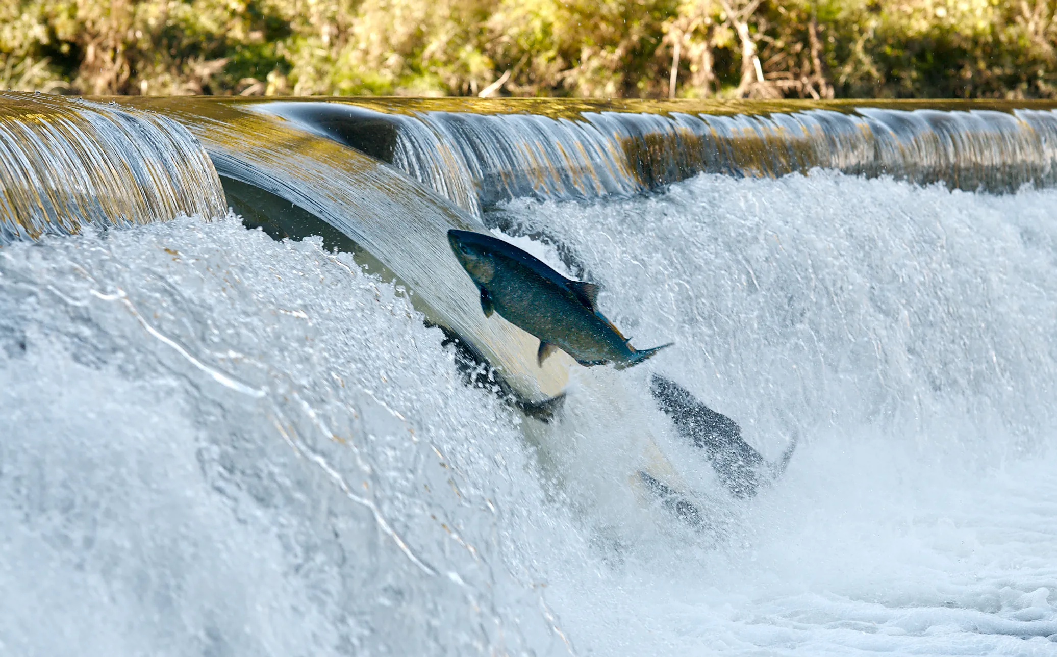 3 salmon splashing into the weir waterfall