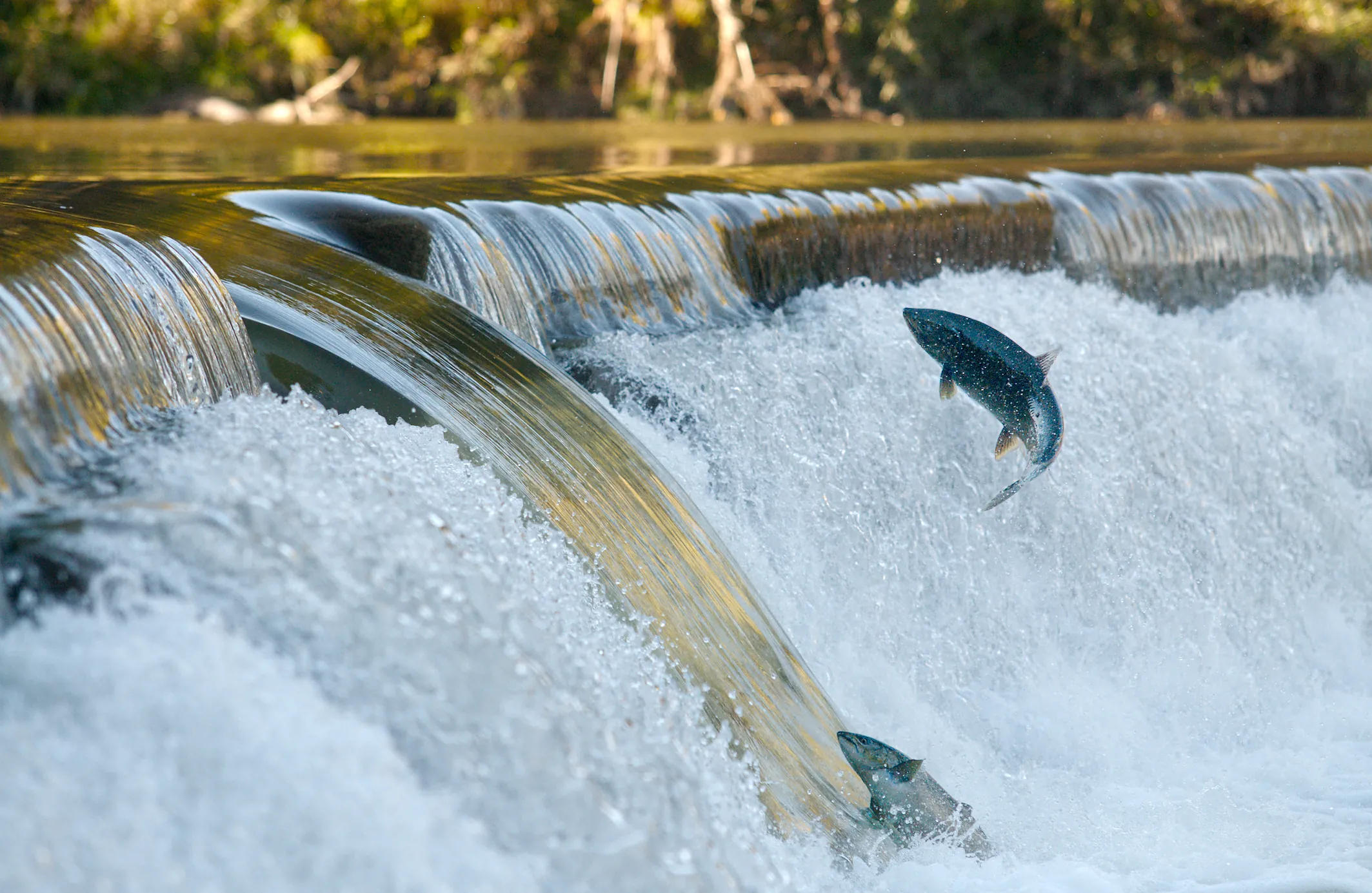 A salmon leaping from the water while another fails to climb the waterfall