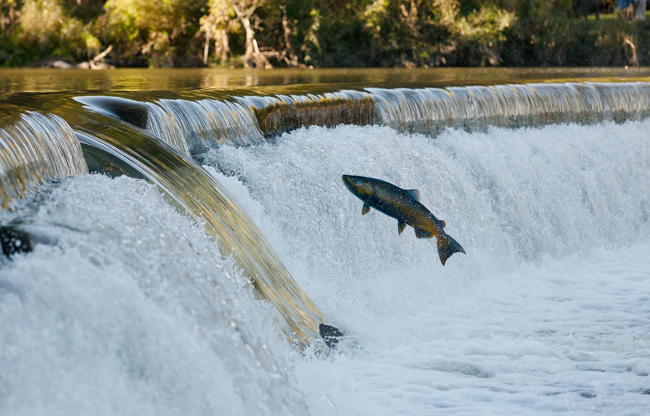 A salmon jumping out of the water to climb the waterfall