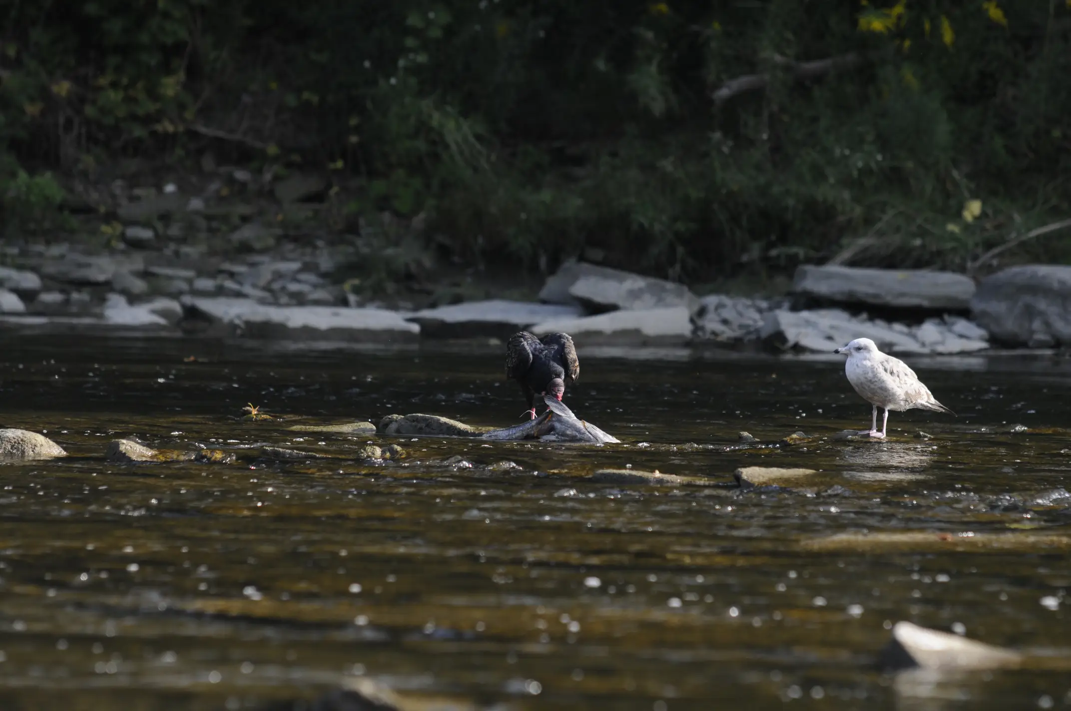 Vulture eating a dead salmon