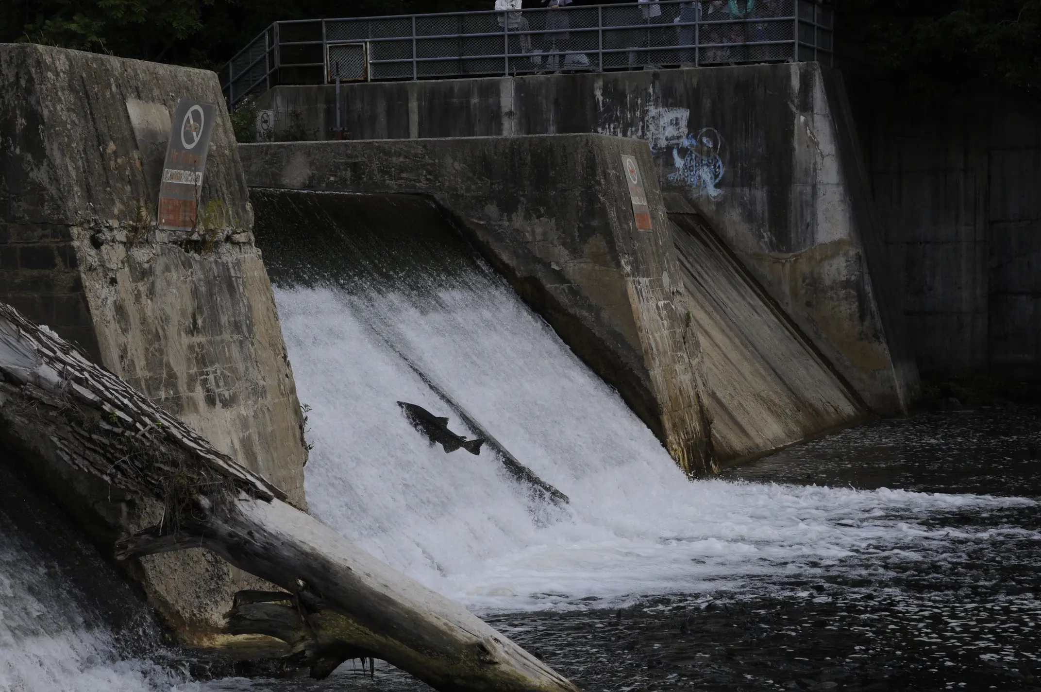 Salmon attempts to swim up a dam’s ledge